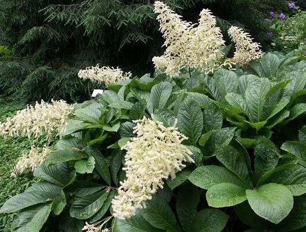 Роджерсия перистая Elegans (Элеганс)