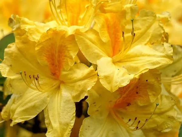 Азалия гибридная "Gold stuck" (Голд Стак)