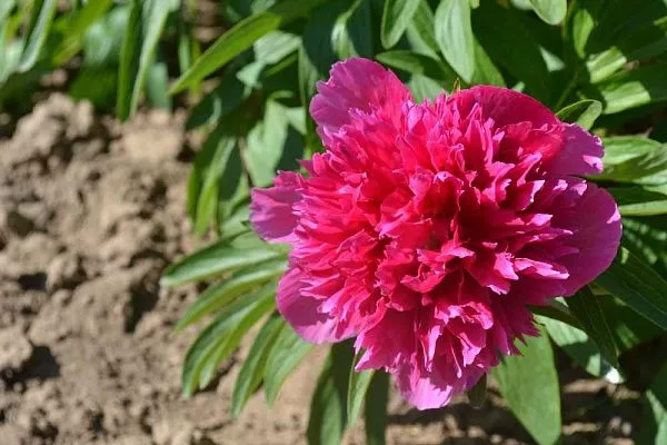 ПИОН МОЛОЧНОЦВЕТКОВЫЙ ROSEA PLENA (РОЗЕА ПЛЕНА) саженцы