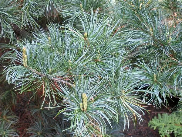 Сосна мелкоцветковая «Glauca» Глаука фото