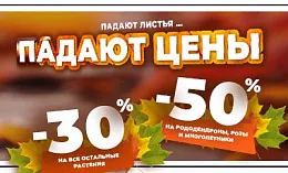 Падают листья — падают цены! Объявляем осеннюю акцию