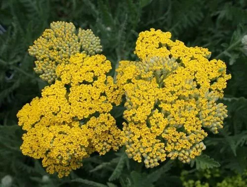 Тысячелистник обыкновенный "Coronation Gold" (Коронейшн Голд)