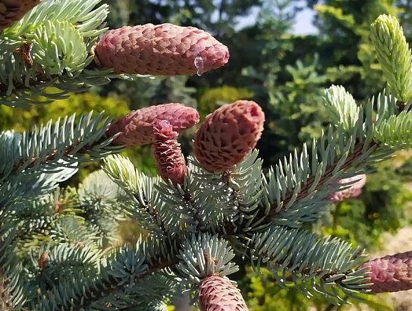 Ель колючая Хупси шишки