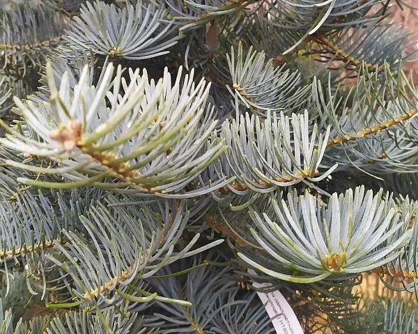 Пихта одноцветная Виолацеа Abies concolor Violacea
