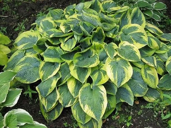 Хоста гибридная "Tokudama Flavocircinalis" (Токудама Флавоцициналис)