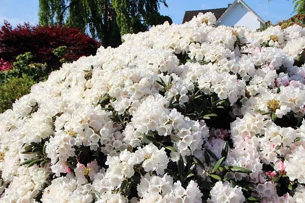 Рододендрон якушиманский Edelweiss