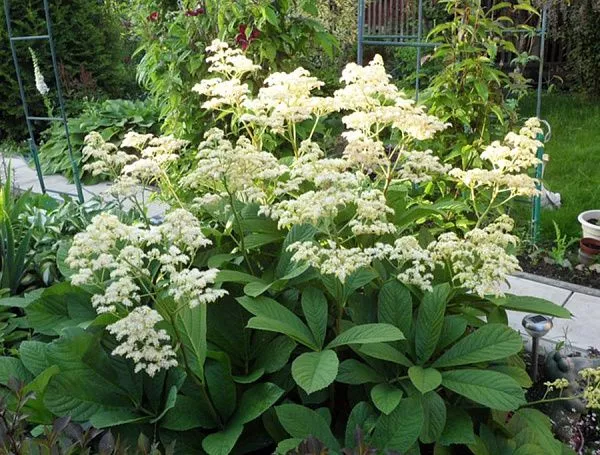 Роджерсия перистая Elegans (Элеганс) купить