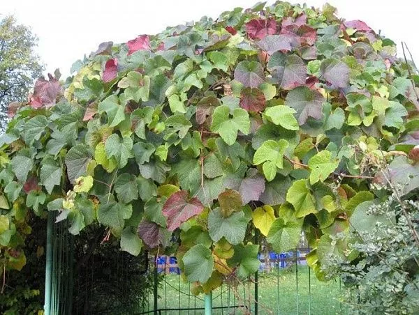 Виноград амурский (уссурийский)