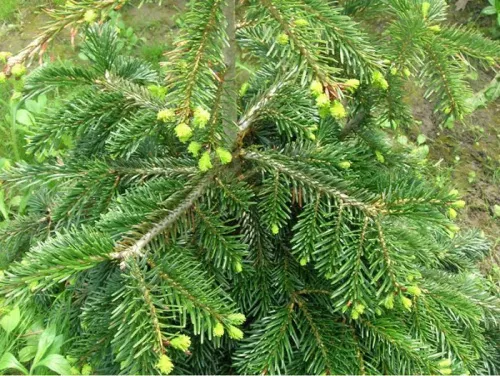 Пихта Нордмана / Abies Nordmanniana