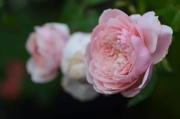 Роза английская The Alnwick Rose (Зе Алнвик роуз) цветок
