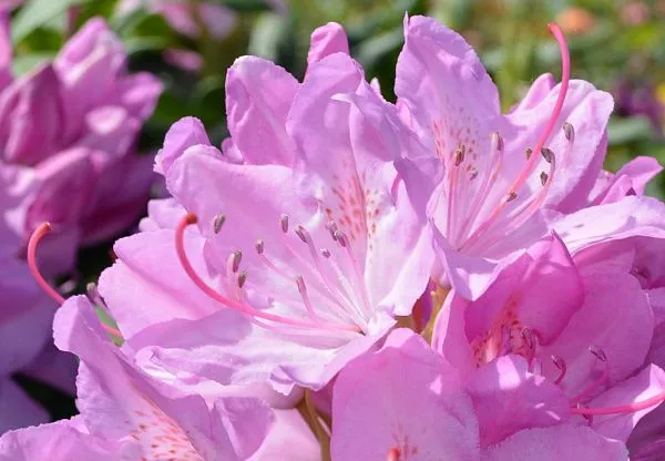 Рододендрон гибридный Roseum Elegans (Розеум Элеганс)  (6)