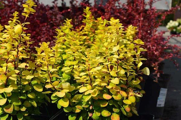Барбарис тунберга Neon Gold (Неон Голд) Куст