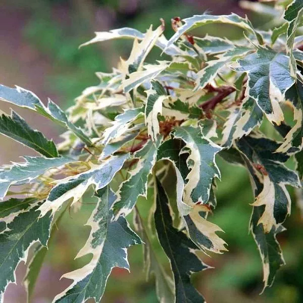 Дуб черешчатый "Variegata" (Вариегата)