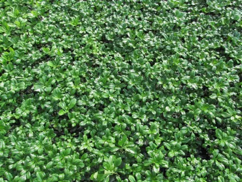Пахизандра верхушечная "Green Sheen" (Грин Шин)