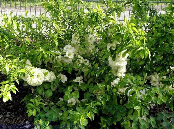 Айва великолепная Юкиготен (Yukigoten) куст
