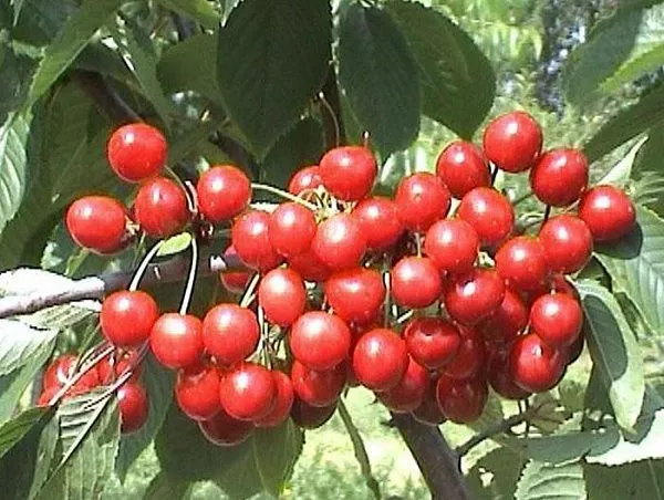 Черешня "Витязь" (Ранний, самобесплодная)