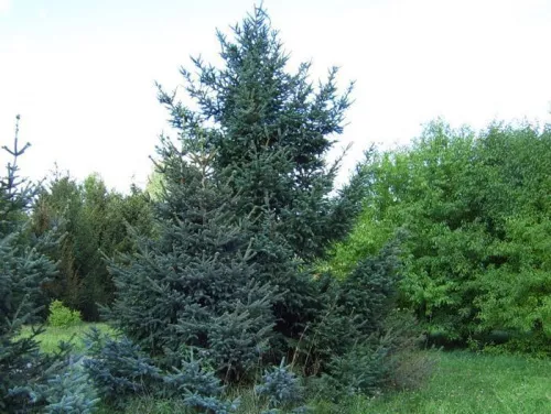 Ель Шероховатая / Picea asperata