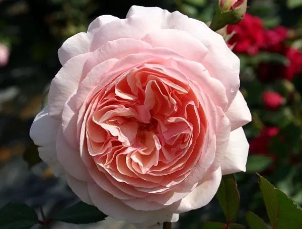 Роза парковая "A Shropshire Lad" (Э шропшир лэд) (Персиковая)