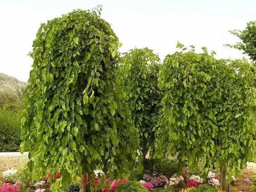 Шелковица белая "Pendula" (Пендула)