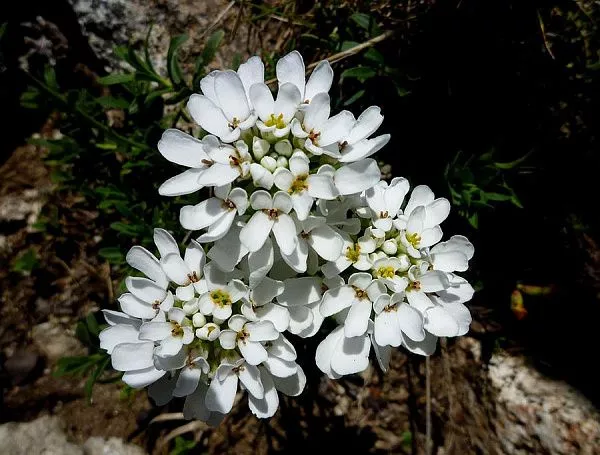 Иберис вечнозеленый Alexanders White саженцы