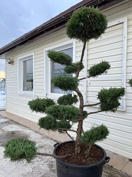Можжевельник средний Хетци