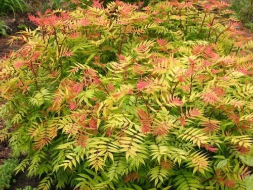 Рябинник рябинолистный / Sorbaria sorbifolia