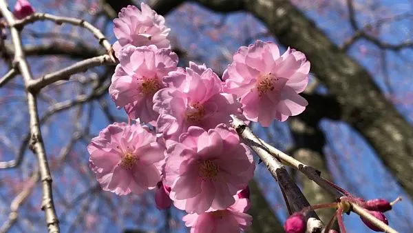 Вишня короткощетинистая «Pendula Plena Rosea» саженец