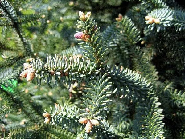 Пихта испанская "Glauca" (Глаука) 
