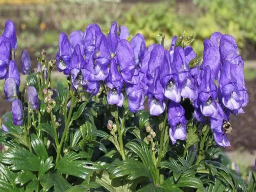 Аконит Фишера / Aconitum fischeri