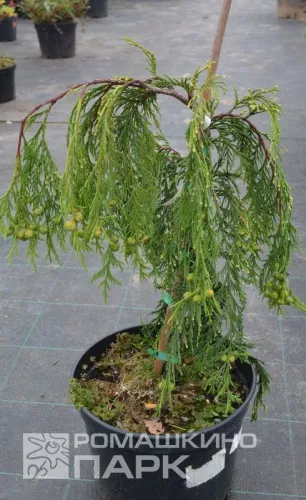 Кипарисовик "Leylandii" (Лейланда)