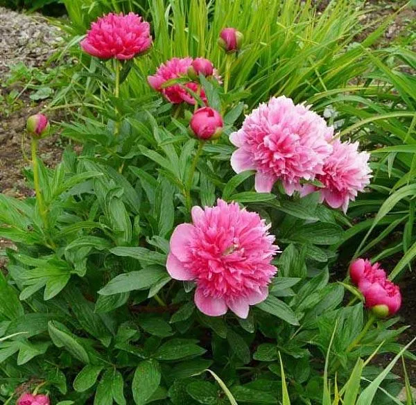 ПИОН МОЛОЧНОЦВЕТКОВЫЙ ROSEA PLENA (РОЗЕА ПЛЕНА) купить