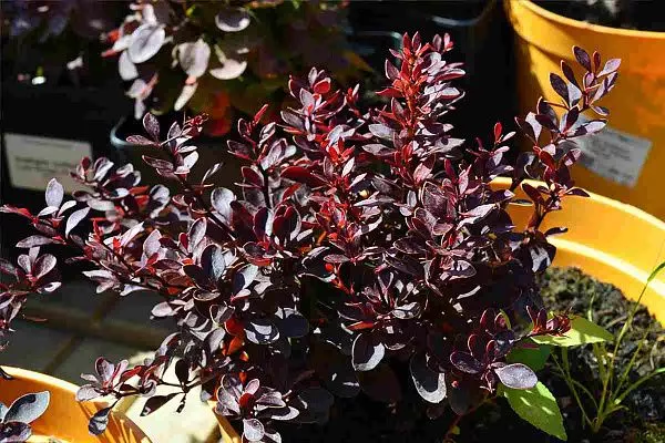 Барбарис тунберга "Pygmy Ruby" (Пигми Руби)