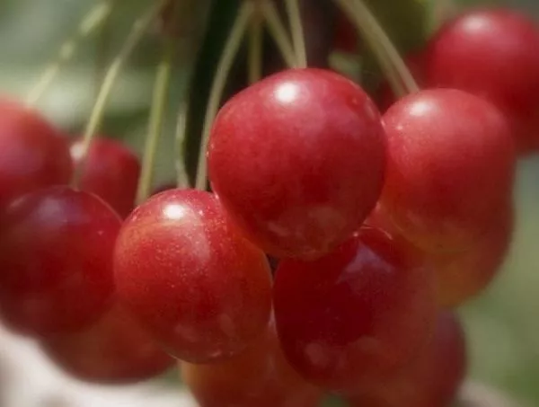 Черешня "Юлия"