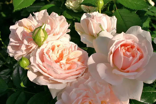 Роза Флорибунда "Garden of Roses" (Гарден оф Роузез)