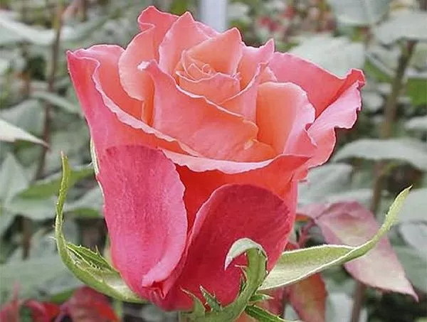 Роза "Apachi" (Апачи)