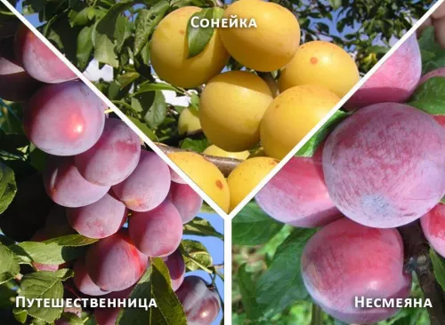 Слива домашняя "Путешественница + Несмеяна + Сонейка"