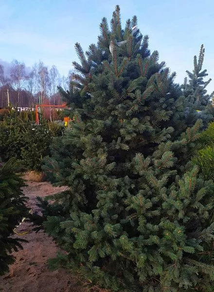 Ель колючая Балатон Picea pungens Balaton купить