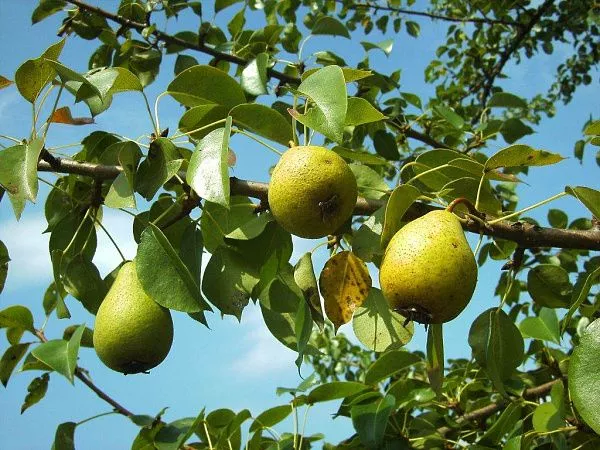 Груша Духмяная (Лето) купить