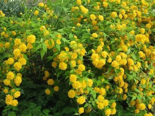 Керрия японская "Pleniflora" (Пленифлора)
