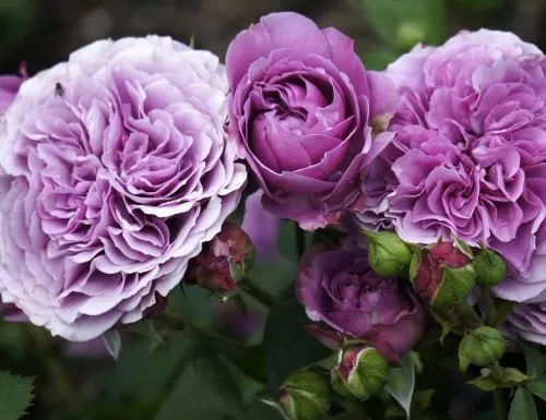 Роза "Lavender Ice" (Лавендер Айс)