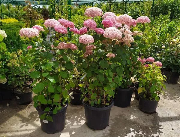 Hydrangea arborescens `Pink Annabelle II`