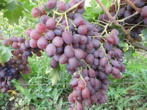 Виноград плодовый "Абу Хасан"