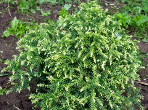 Криптомерия "Green Pearl" (Грин Пирл)