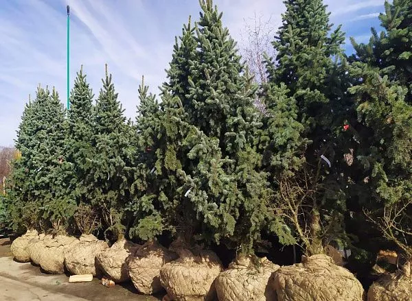 Ель колючая Ретрофлекса саженцы