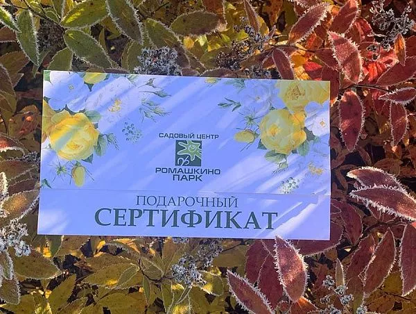 Подарочный сертификат 4