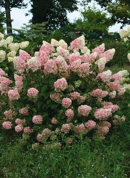 Гортензия метельчатая Touch of pink (Тач оф пинк)