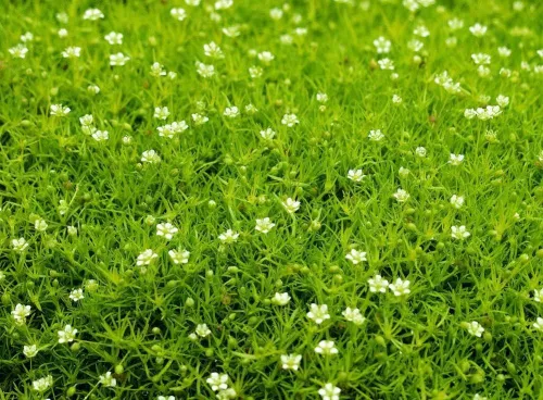 Мшанка шиловидная "Lime Moss" (Лайм Мосс)