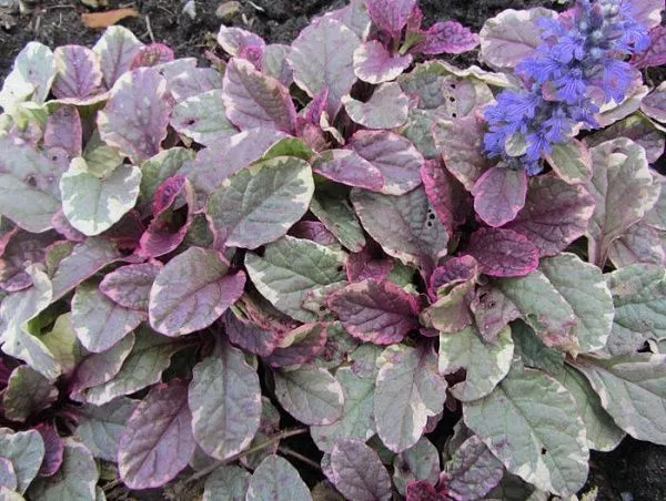 Живучка ползучая "Burgundy Glow" (Бургунди Глоу)