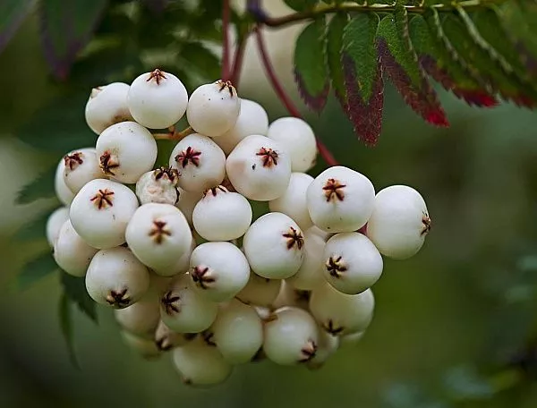 РЯБИНА ОБЫКНОВЕННАЯ WHITE SWAN (ВАЙТ СВОН)