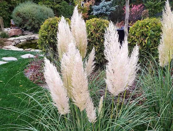 Кортадерия купить